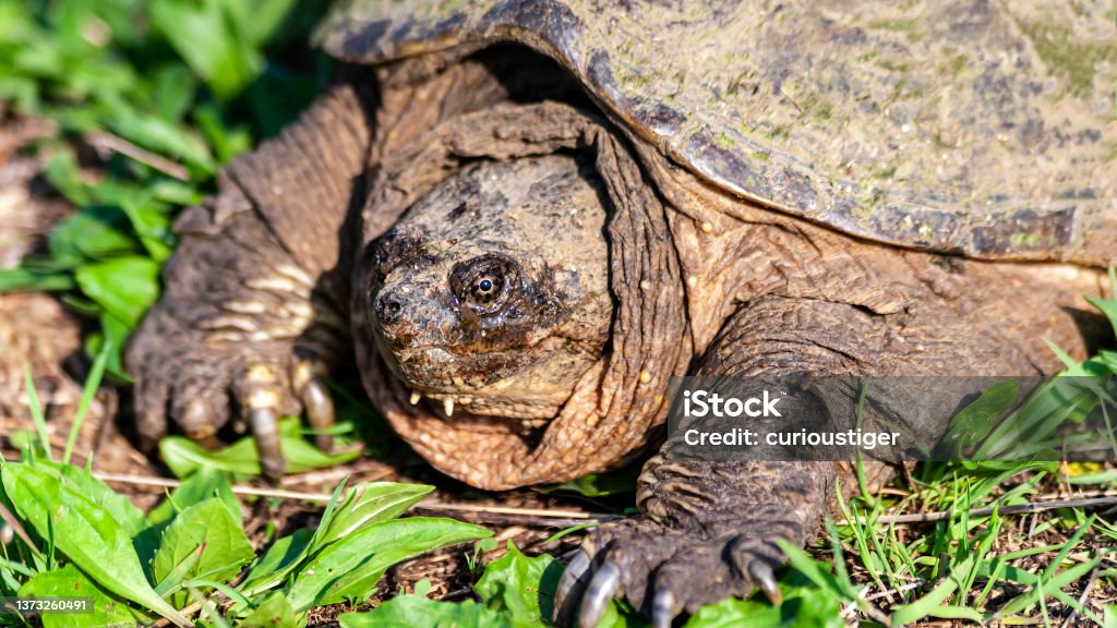 Snapping turtle close up portrait of a snapping or alligator turtle sunning itself Alligator Stock Photo