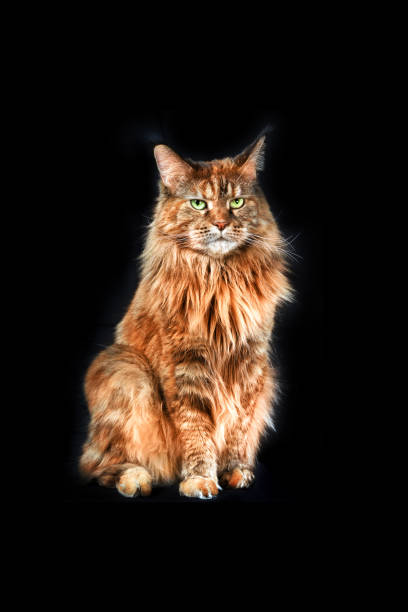 istock Studio portrait large Maine Coon cat full length. Cat isolated on black background 1373261439