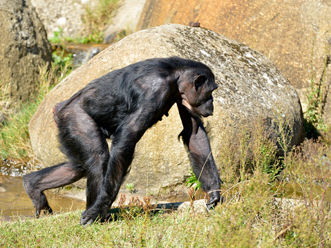 Chimpanzee (Pan troglodytes) walking on grass among the rocks and seen from profile