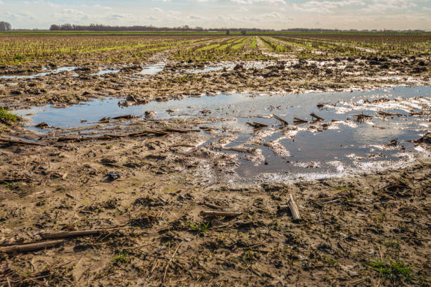 収穫されたトウモロコシを持つ畑の端にある水の水たまり - mud terrain ストックフォトと画像