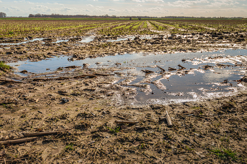 Puddles of water at the edge of a field with harvested maize. The photo was taken in the Dutch province of North Brabant on a sunny day in the winter season.