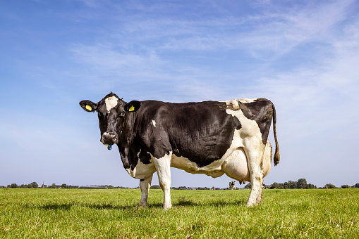 Solid cow grazing standing black white dairy in a field, large udder fully in focus, blue sky, green grass