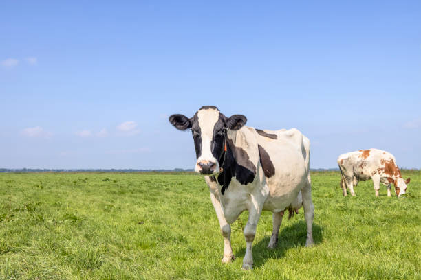 istock Cow black and white, copy space, looking at the camera standing in a pasture, blue sky horizon over land 1373263650