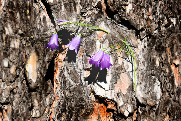 istock A bunch of early spring blue bell flowers lie on a tree bark. Summer background 1373264608