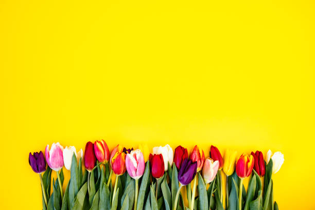 istock Tulips on yellow background, mother's day concept. 1373264936
