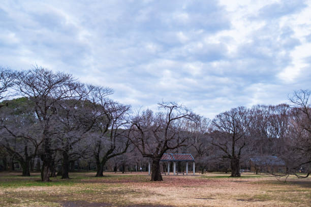 istock Winter in Yoyogi Park, Tokyo, Japan 1373265002