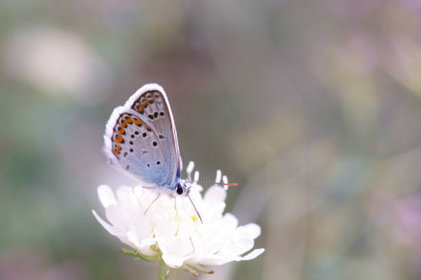 A small butterfly on a bright colored background. Insects in wildflowers.