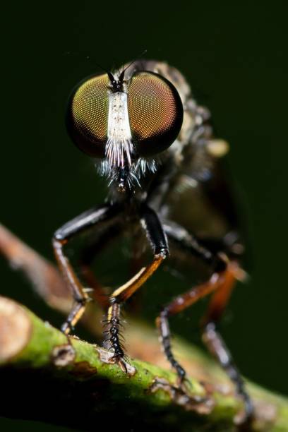 istock Closed up fly insect on branch. 1373265886