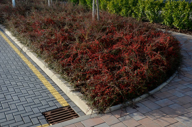 istock red deciduous prickly bushes in a concrete curb flowerbed rectangular on the street near the concrete wall. gray interlocking tiles in contrast with red hedge, yellow line no parking, road sign 1373267676