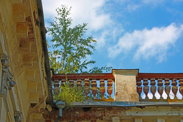 A tree grows on the balcony of an old building