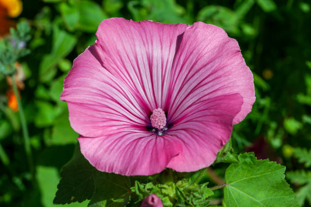 lavatera trimestris - mallow fotografías e imágenes de stock