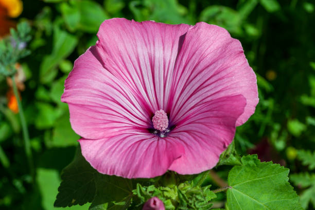 Lavatera trimestris Lavatera trimestris a summer autumn fall flowering plant with a pink summertime flower commonly known as malva tree mallow, stock photo image malva stock pictures, royalty-free photos & images