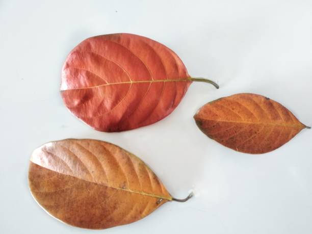 istock Jackfruit leaves isolated on white background.brown and old jackfruit leaf on white autumn concept 1373269111
