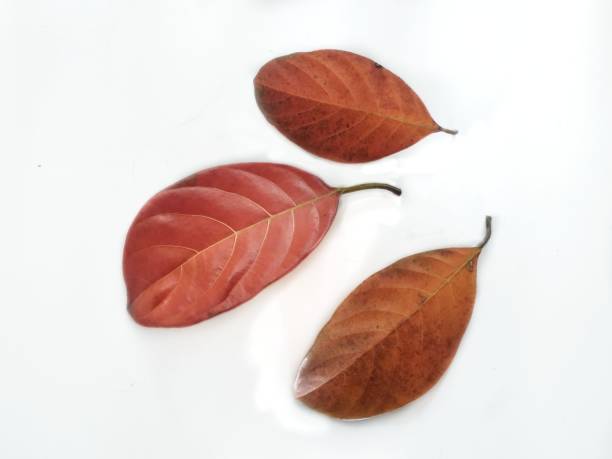 istock Jackfruit leaves isolated on white background.brown and old jackfruit leaf on white autumn concept 1373269140
