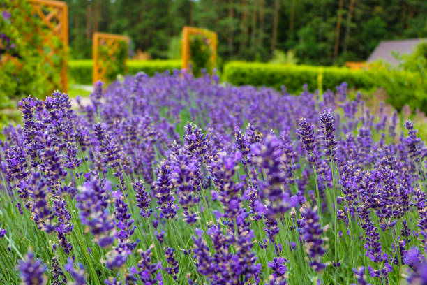 istock Lavender Field in the summer, nature, background. 1373269148
