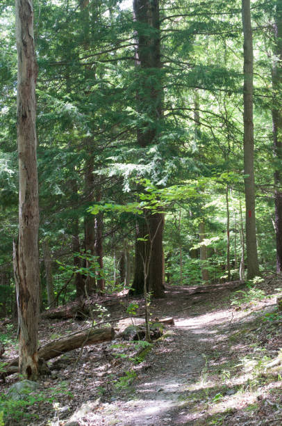 istock Trees in a nature preserve 1373270100