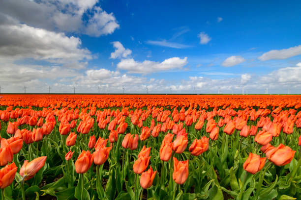 istock Tulips during a springtime day blossoming in a field 1373270263