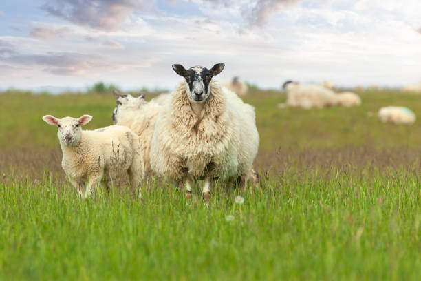 istock Mother sheep ewe and baby lamb face on 1373270631
