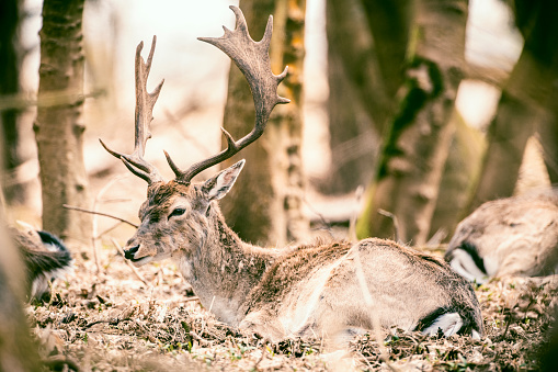 Fallow deer (Dama dama) resting in a forest during a beautiful springtime day in the Amsterdamse Waterleiding Duinen nature reserve in North-Holland, The Netherlands.
