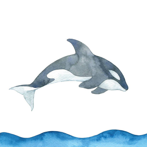 ilustrações, clipart, desenhos animados e ícones de baleia assassina de aquarela - dolphin jumping sea animal