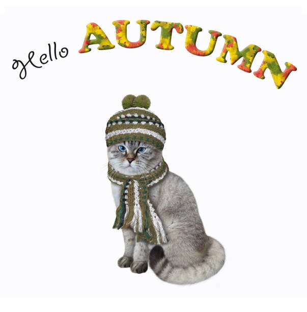 In autumn, the American Shorthair cat was walking along the beautiful maple tree-lined road.