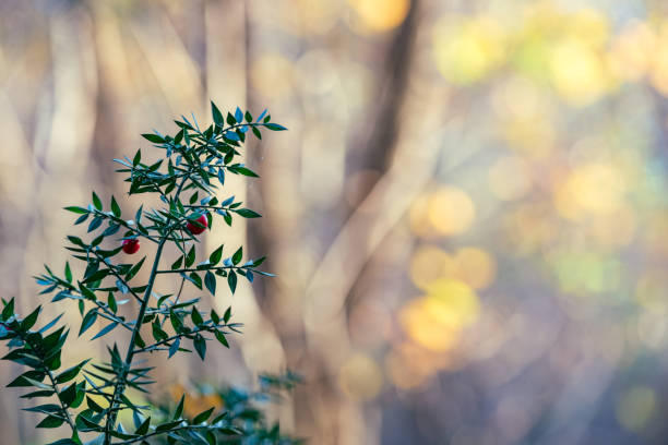 Butcher's-Broom (Ruscus Aculeatus) in the Autumn Forest