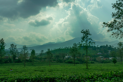 Green tea plantation landscape image, beautiful nature scenery click from Wayanad Kerala