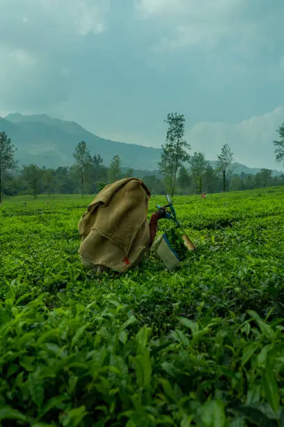 Photo of Worker picking tea leaves in tea plantation