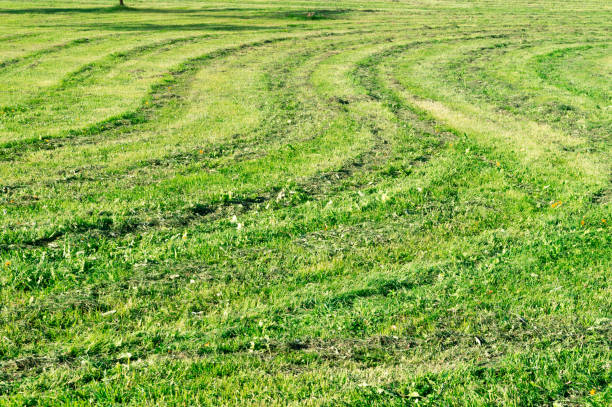 istock winding tracks left with a lawnmower on the grass 1373275777