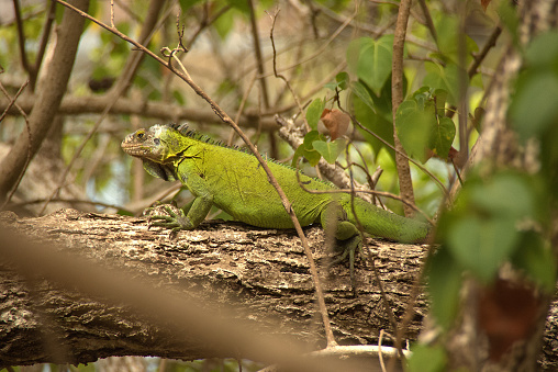A green Lesser Antillean Iguana still on a tree branch, in its natural habitat on the Islet Chancel in Martinique