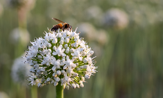 Selective focused white onion flower with a honey collecting bee on bokeh background