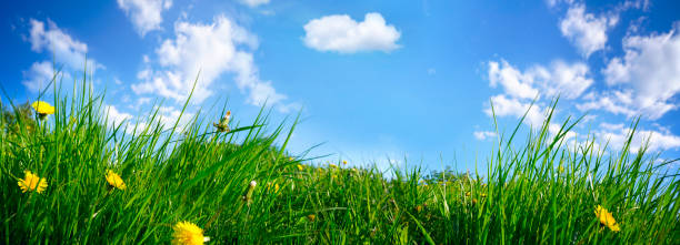 istock Widescreen image juicy fresh young grass with yellow dandelions close-up on blue sky background with clouds. 1373277170