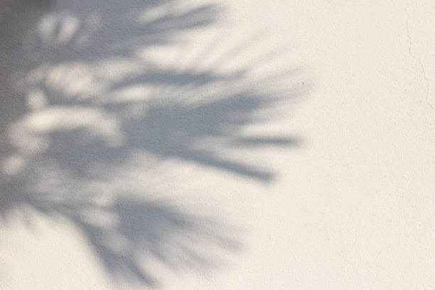 Palm tree shadows on beige concrete rough textured background. Dark silhouette of the exotic leaves in sunlight. Summer vacation, travel concept. Natural shadow overlay. Flat lay, top view, copy space sombras de palmera sobre fondo de hormigón beige de textura rugosa. silueta oscura de las hojas exóticas a la luz del sol. vacaciones de verano, concepto de viaje. superposición de sombra natural. tendido plano, vista superior. espacio de copia