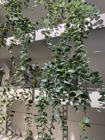 Stock photo showing close-up view of modern artificial trailing indoor house plants with long plastic stems and silver-green leaves. Fake Eucalyptus cascading hanging down from shelves in flower pots for modern interior design.