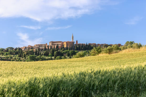 des épis de blé remplissent le champ d’un bout à l’autre et une rangée de grands cyprès est l’ancienne ville de pienca. toscane, italie - siena province photos et images de collection