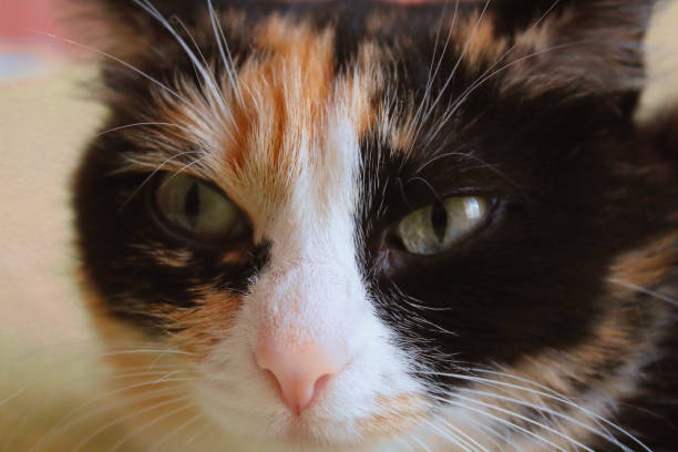 istock Portrait of a cat. Close-up. Background. 1373284452