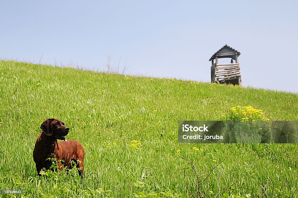 Dog in meadow Dog in meadow a wooden raised hide in background Animal Stock Photo