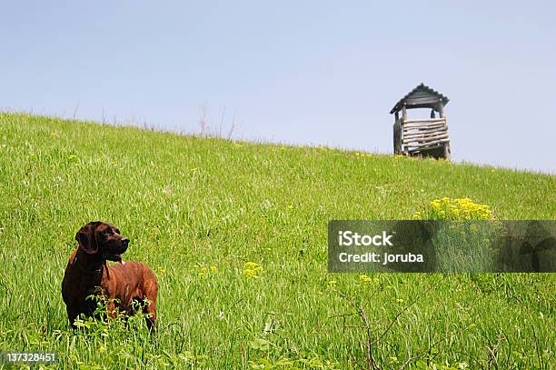 Dog In Meadow Stock Photo - Download Image Now - Animal, Bloodhound, Blue