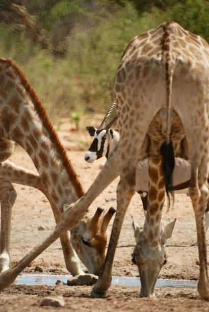 istock Giraffe Drinking Etosha National Park 1373284681