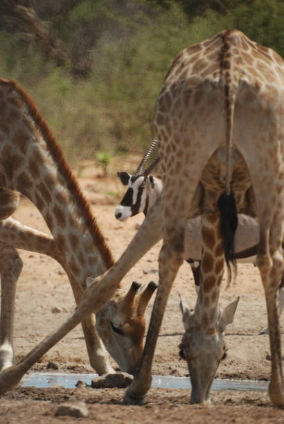 istock Giraffe Drinking Etosha National Park 1373284741