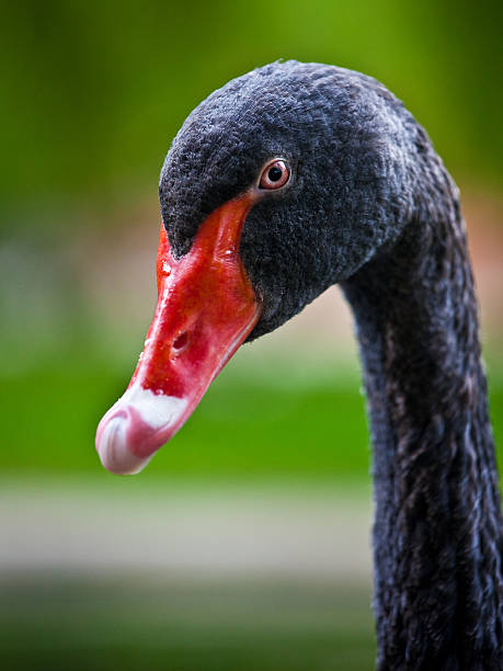 istock head of black swan 137328695