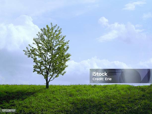 Lonely Tree Foto de stock y más banco de imágenes de Aire libre - Aire libre, Azul, Blanco - Color