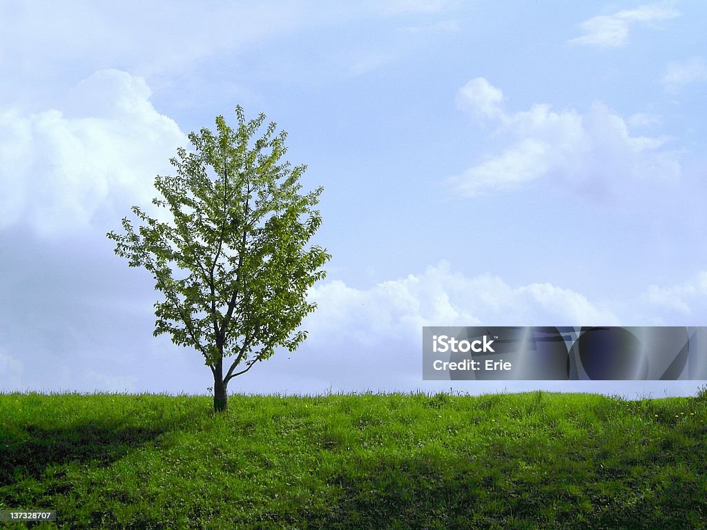 Albero solitario - Foto stock royalty-free di Albero