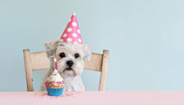 Cute white dog with celebration birthday cupcake stock photo