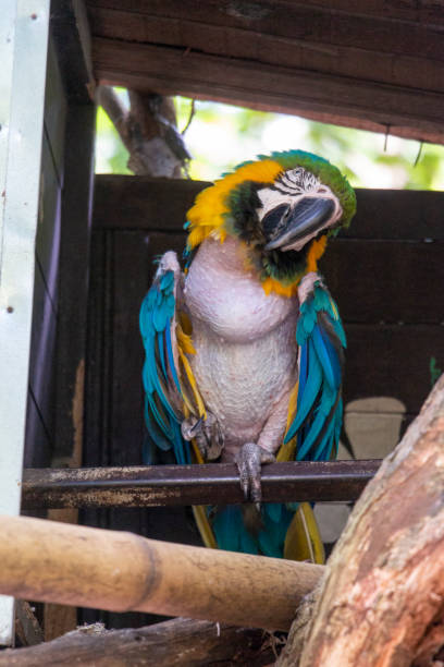 blue and yellow colombian macaw blue and yellow colombian macaw lears macaw stock pictures, royalty-free photos & images