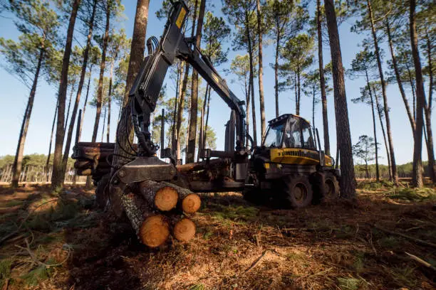 harvester machine collecting wood for storage