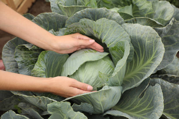 istock Farmer taking cabbage, closeup view. Harvesting time 1373291811