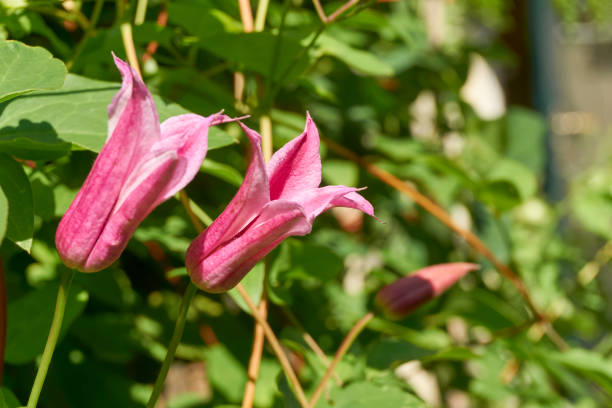 Closeup of red Clematis texensis Closeup of a red Clematis texensis, commonly called scarlet leather flower or Princess Diana. A climbing vine in the buttercup family. clematis stock pictures, royalty-free photos & images