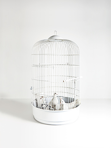 Birds sitting inside a vintage bird cage on white background