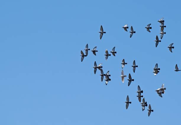 Flock of pigeons fly in sky after owner release them from dovecote.